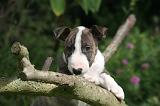 BULL TERRIER MINIATURE 193